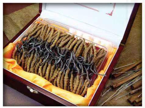 鄂州冬虫夏草回收?